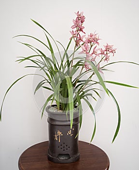 Orchids cymbidium flower with Chinese style flowerpot