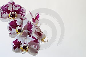 Natural Orchids photo