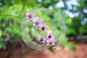 Orchids dendrobium light purple flowers branch hanging on tree nature outdoor background