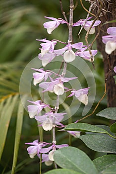 Orchids; Dendrobium Nobile flowers photo