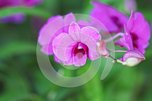 Orchids dendrobium purple blooming in outdoor garden background