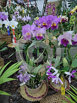 Orchids exposition many catleya specimens