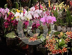 Orchids fascination exhibition of colorful flowers in Garching, Germany