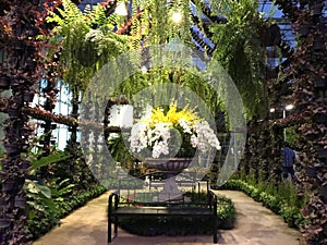 Orchids and fern in the garden with chair