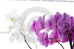 orchids