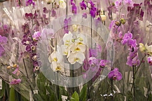 Orchids in a flower shop. White and pink Phalaenopsis orchid flowers.