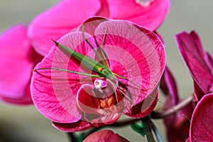 Orchids,flower,Vanda