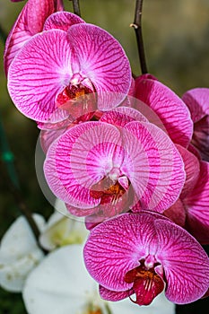 Orchids,flower,Vanda