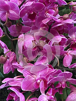 Orchids