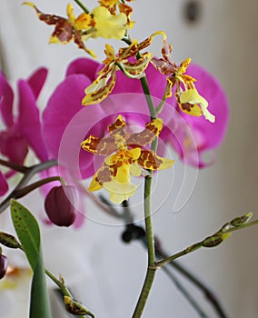 Orchids flowered in spring