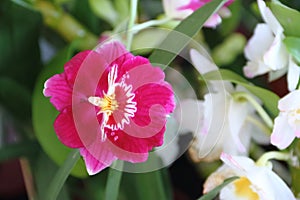 Orchids flowered in spring