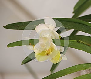 Orchids flowered in spring
