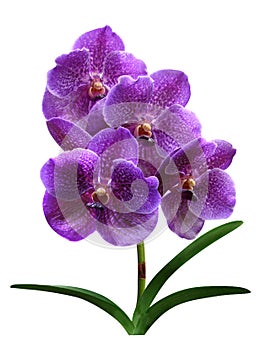 Orchids flowers