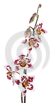 Orchids flowers cambria orchid flower