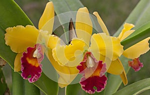 Orchids flowers Cattleya sp