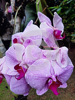 orchids flowers with dew look fresher