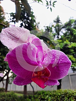 orchids flowers with dew look fresher