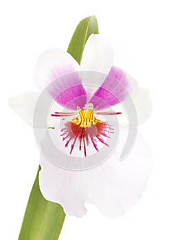 Orchids flowers miltonia orchid flower