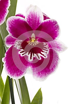 Orchids flowers miltonia orchid flower