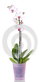 Orchids flowers orchid phalaenopsis flower photo