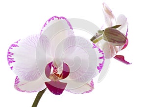 Orchids flowers orchid phalaenopsis flower photo