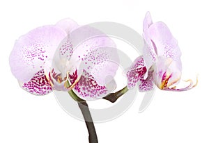 Orchids flowers orchid phalaenopsis flower