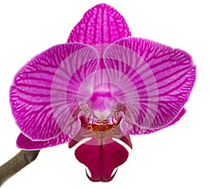 Orchids flowers phalaenopsis orchid flower photo