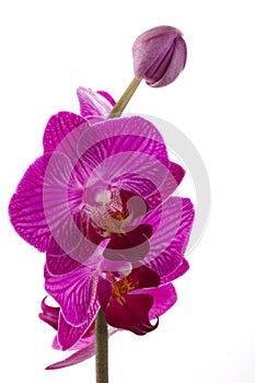 Orchids flowers phalaenopsis orchid flower photo