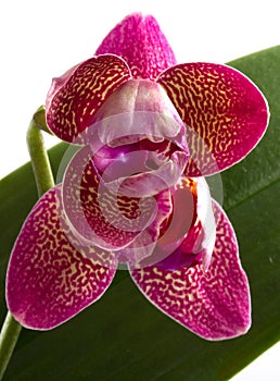 Orchids flowers phalaenopsis orchid flower