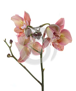 Orchids flowers phalaenopsis orchid flower photo