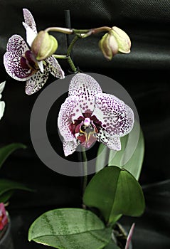 Orchids flowers of rare varieties