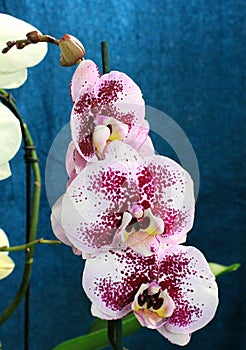 Orchids flowers of rare varieties