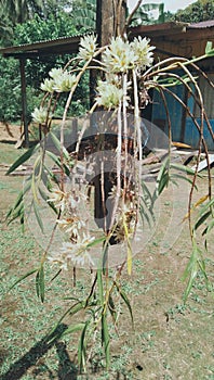 orchids from the forests of West Papua, especially in the Kaimana area,