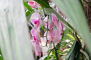 Orchids full bloom on flower garden pink
