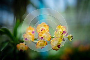 Orchids in the garden