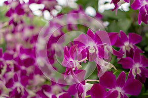 Orchids garden, bunches of pink petals Dendrobium hybrid orchid blossom on dark green leaves blurry background