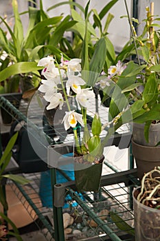 Orchids in Garden Greenhouse