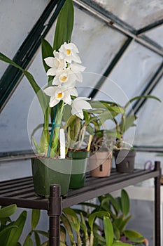 Orchids in Garden Greenhouse