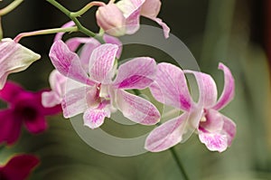 Orchids in Garden of Peradeniya
