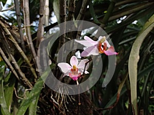 Orchids growing in pairs in the garden