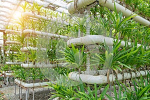 Orchids grown in greenhouses