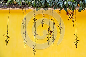 Orchids hanging isolated against a yellow wall background