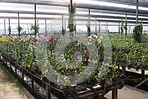 Orchids iin nursery house, Thailand.