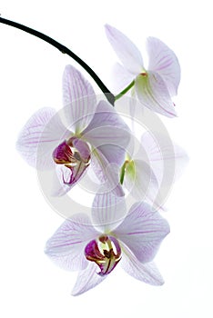 orchids isolated