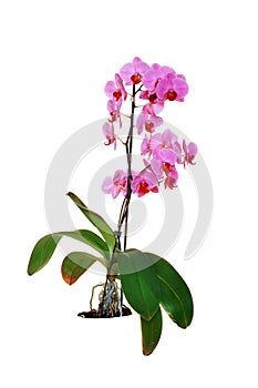 orchids on isolated background. beautiful flower branches orchids on white background. isolate