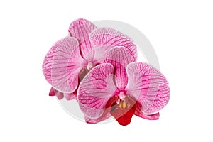 orchids on isolated background. beautiful flower branches orchids on white background. isolate