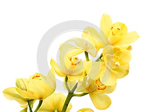 Orchids isolated on white.