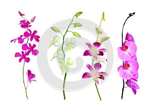 Orchids isolated on white