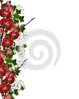 Orchids and Ivy Floral Border