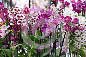 Orchids in the Keukenhof park